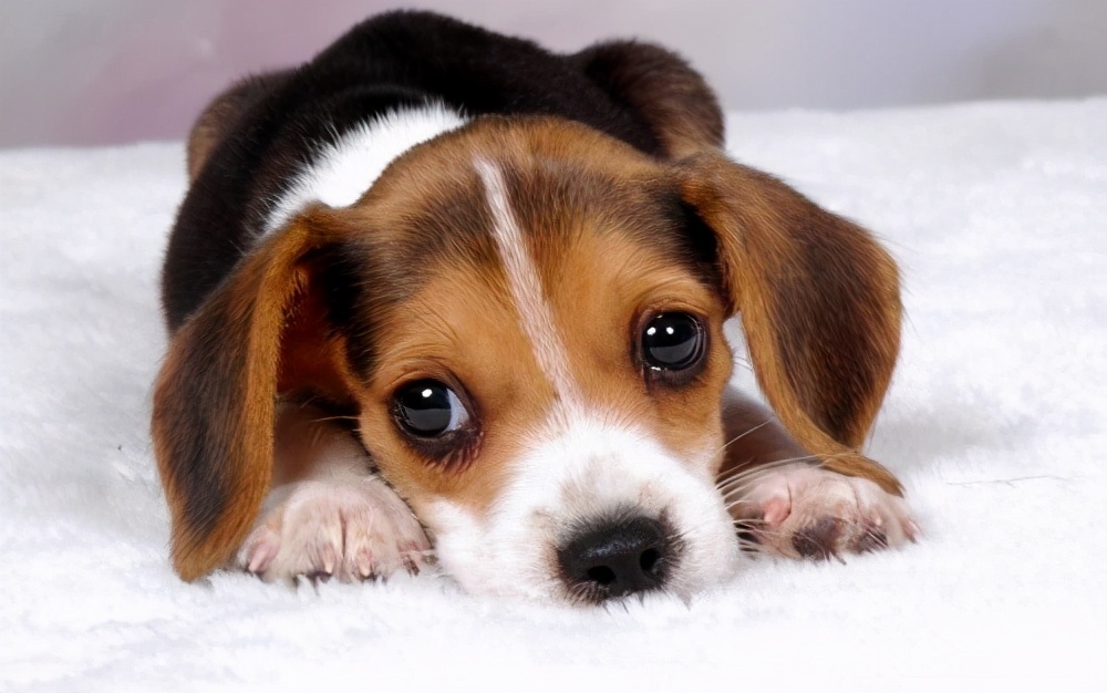 狗想让主人知道的十件事,狗狗想念主人的六件事