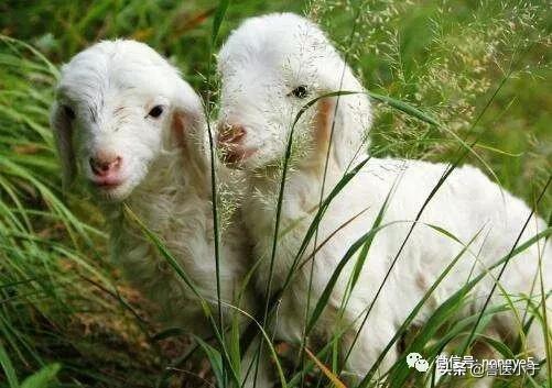 僵羊怎样治疗效果最好,僵羊怎么治疗效果好