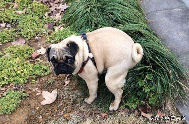 为什么狗狗拉的屎是黄白色的,狗狗绿色便便怎么办