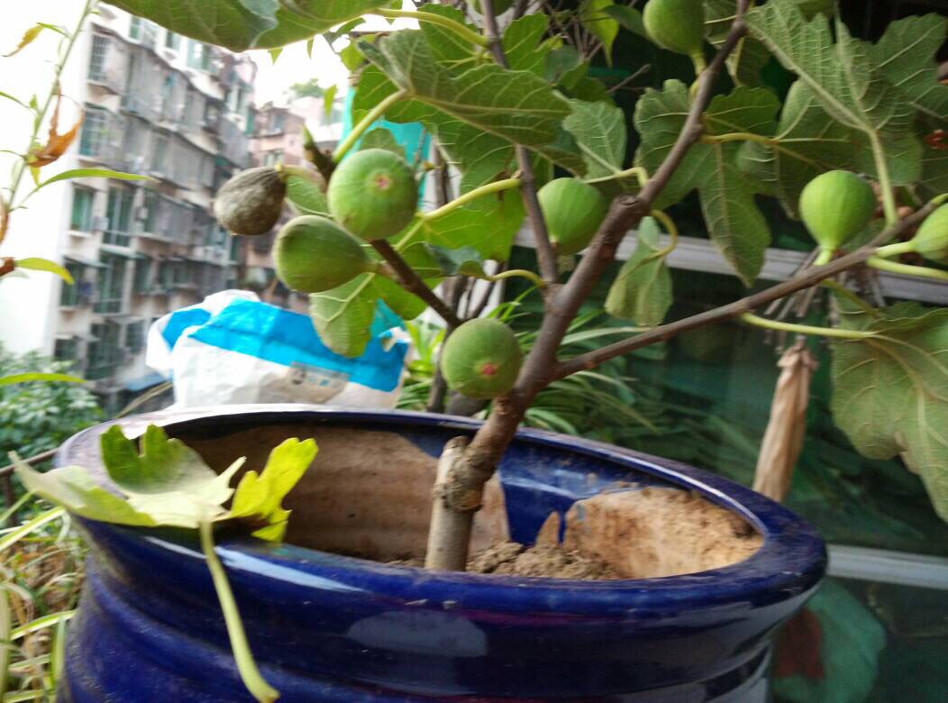 如何让无花果硕果累累,无花果怎么养护硕果累累