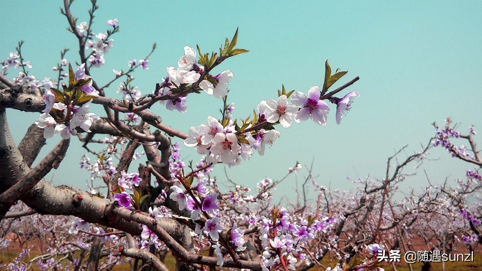 丹东宽甸桃花旅游攻略,丹东宽甸桃花岛旅游攻略自驾