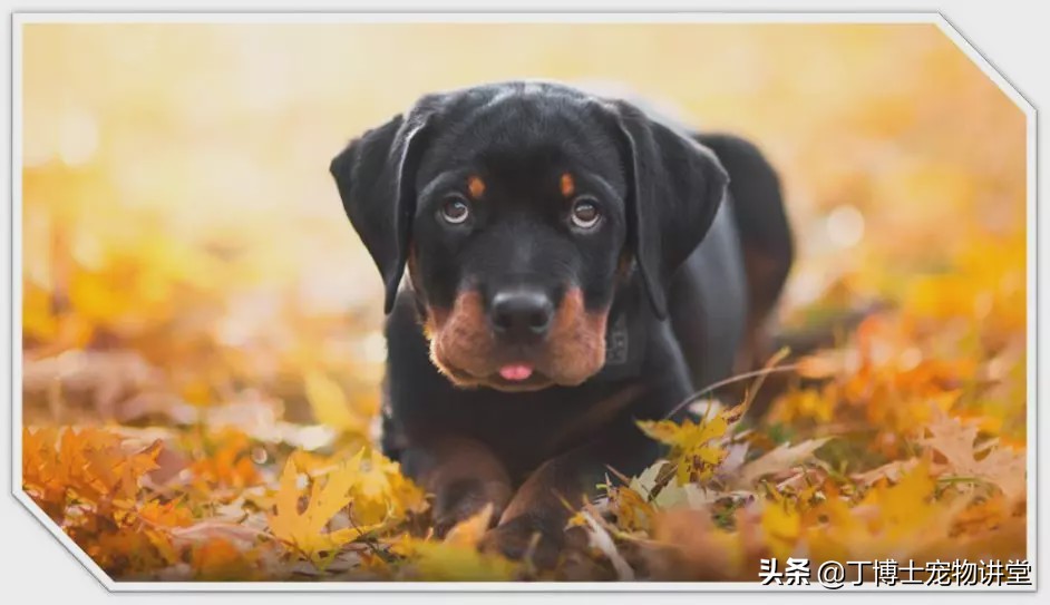 宠物狗基础护理知识大全,狗狗产后低血钙怎么在家急救