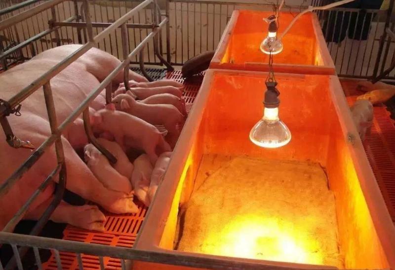 母猪产前要做哪些准备,母猪产前准备哪些工作