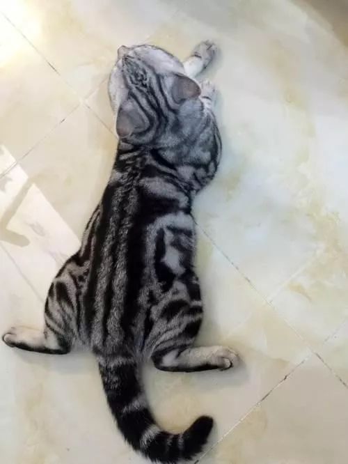 哪种猫好养又美短,好养的猫品种排行榜