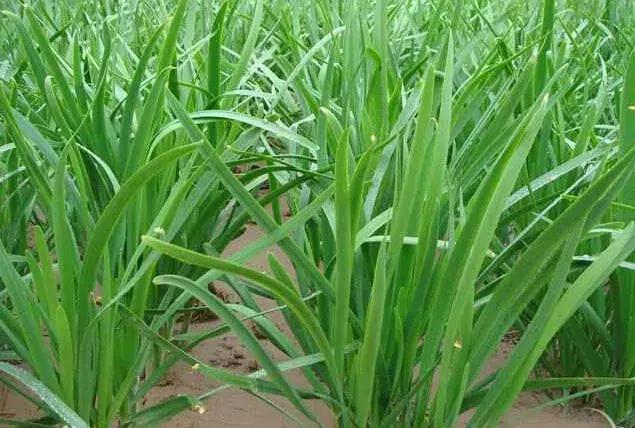 拍案惊奇疯狂的集资诈骗案,拍案惊奇罪恶的交易