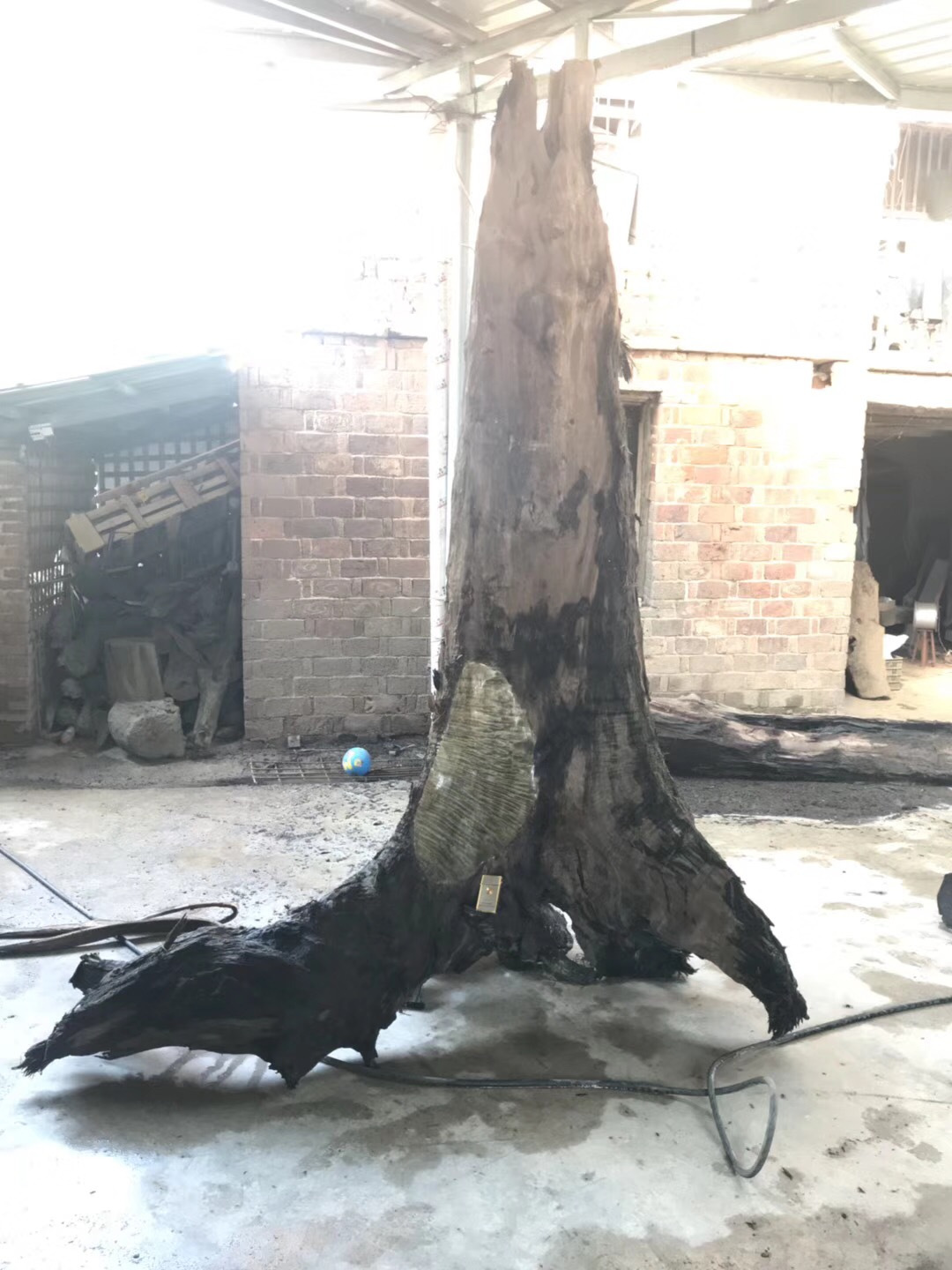 埋藏在地里千年阴沉木,农村里的宝藏植物