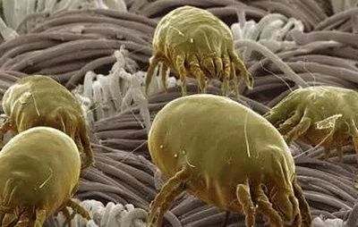 硫磺皂好用吗多少钱,硫磺皂家庭必备