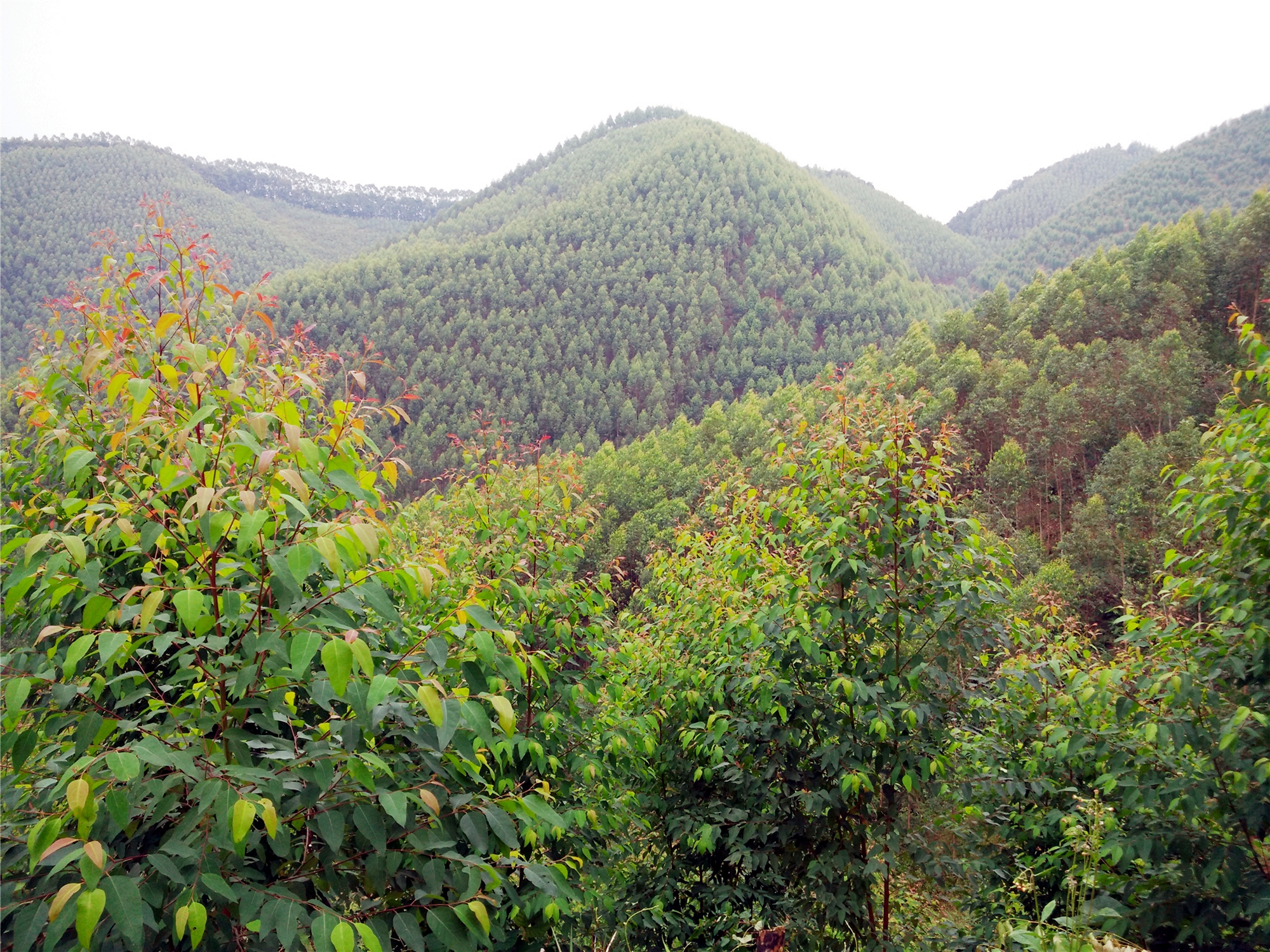 广西桉树真的要清除吗,广西的桉树