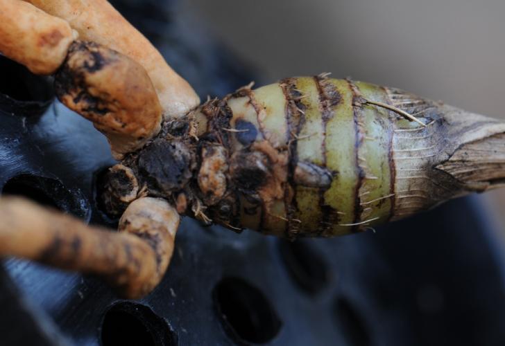 兰花老芦头处理的整套方法，处理得当老头发新苗！