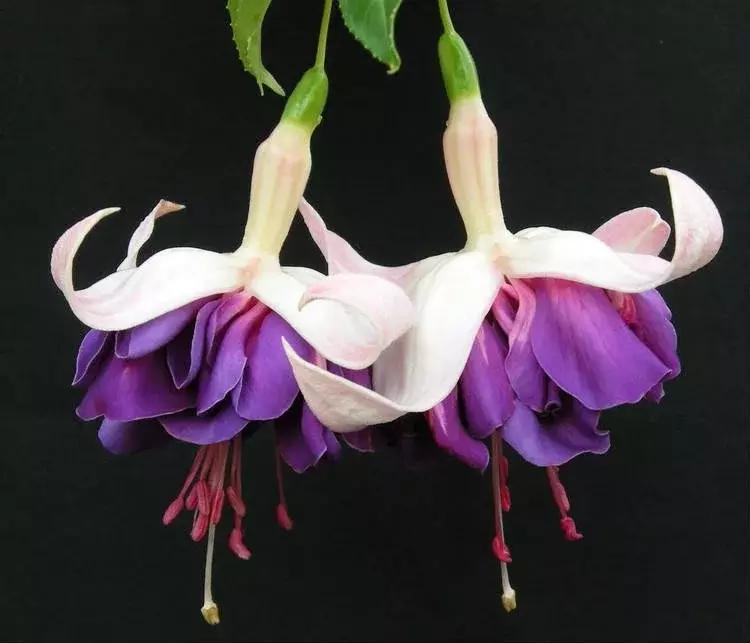 惊艳倒挂金钟,惊艳倒挂金钟图片