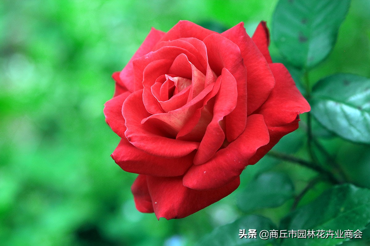 治月季黑斑病喷什么药好呢,治月季黑斑病的有效药哪里有卖的