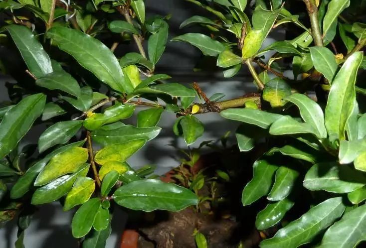 果树做盆景如何矮化,最适合做盆景的果树