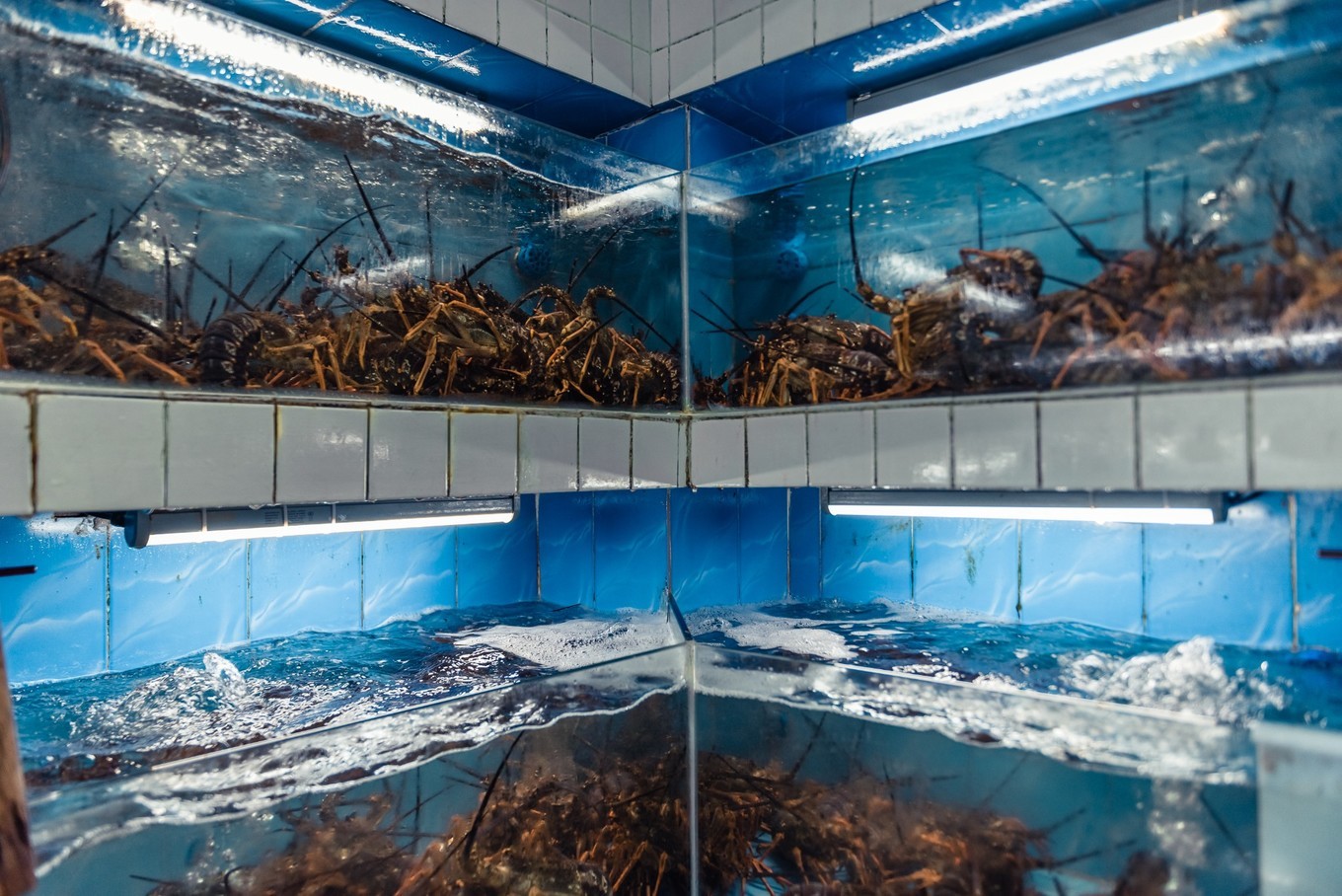 你来三亚一趟，不长个3、5斤肉，对不起自己【附：热门餐厅点菜