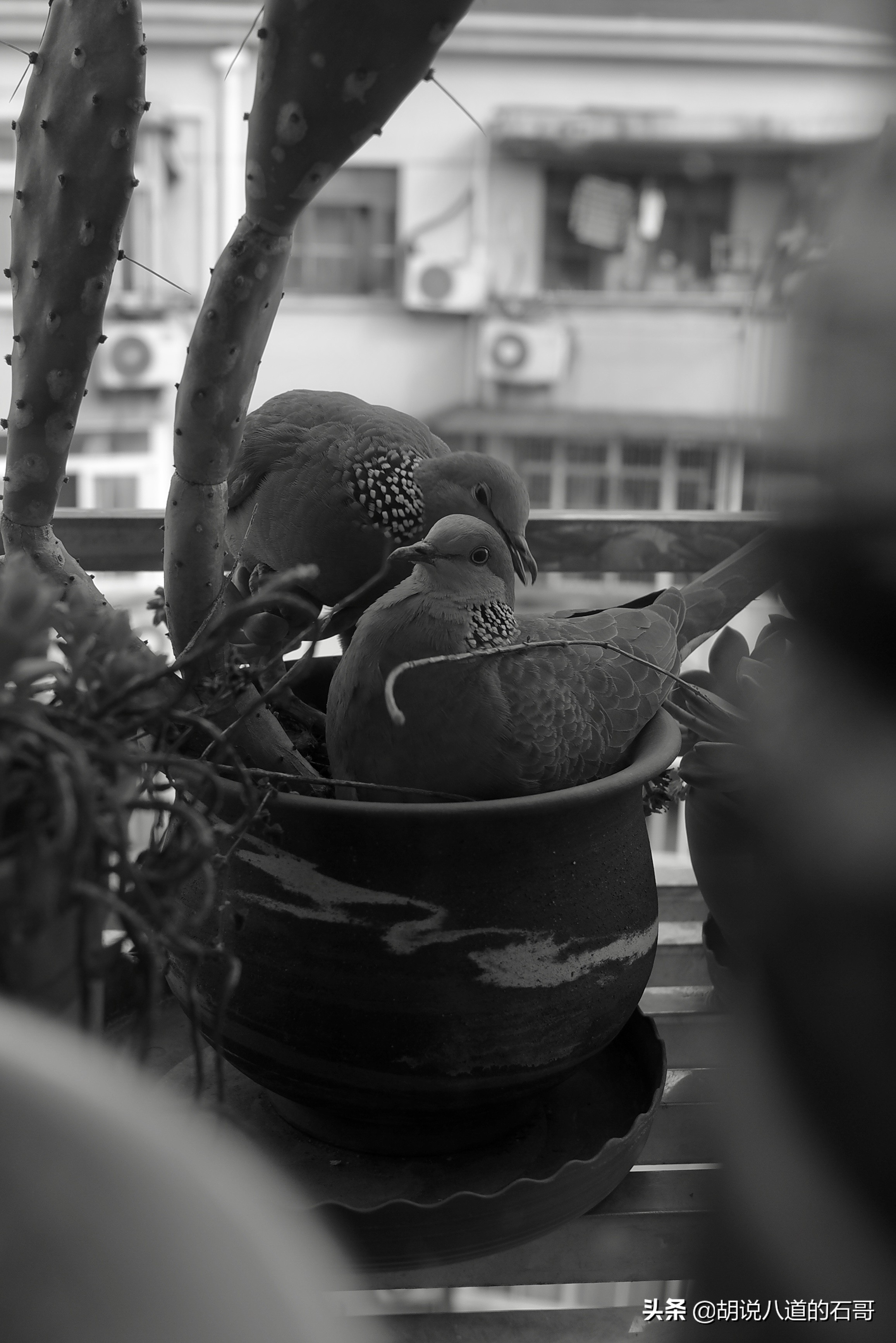 我家花盆飞来一对爱情鸟，花式秀恩爱，当我是空气？