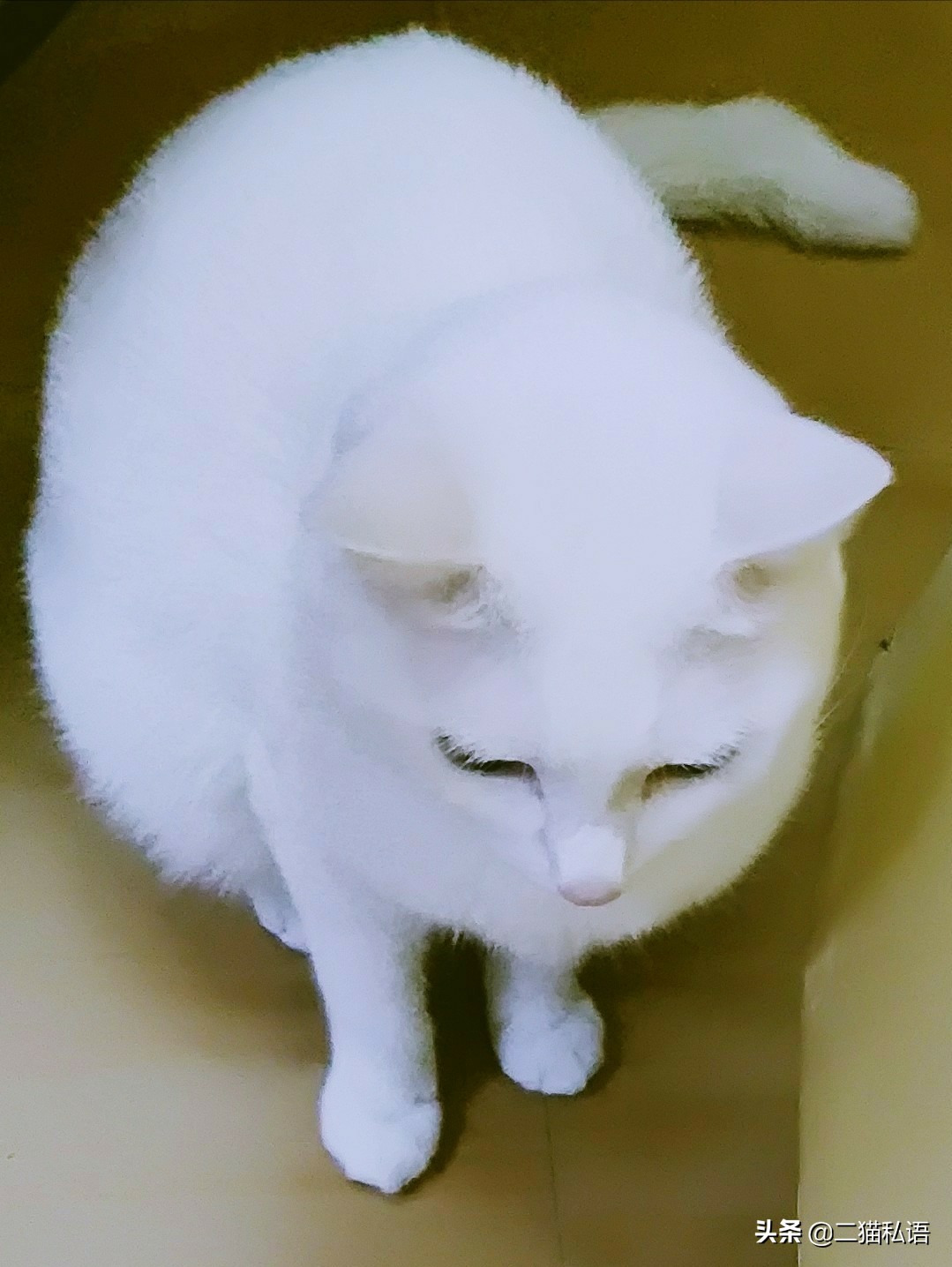 铲屎官喂了小猫咪有多疯狂,铲屎官喵喵叫猫咪却咬铲屎官