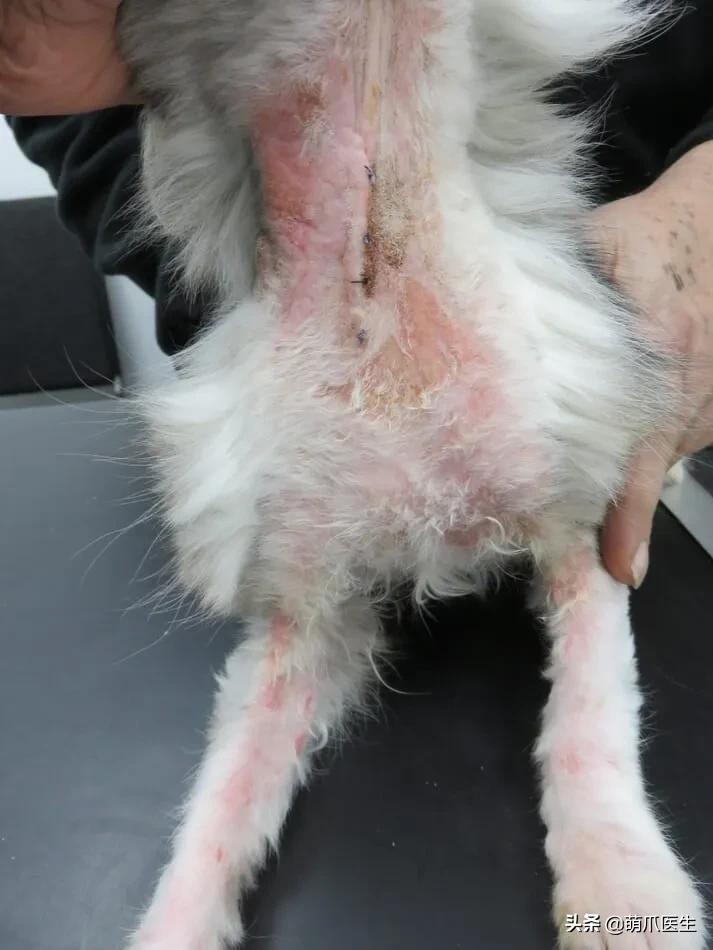 养了几年的猫有跳蚤,养了一年的猫还咬主人