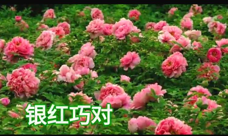 雍容华贵的国之牡丹惊艳了世界,美丽富贵的国花洛阳牡丹