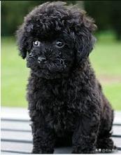 贵宾犬什么颜色最贵,贵宾犬有几种颜色