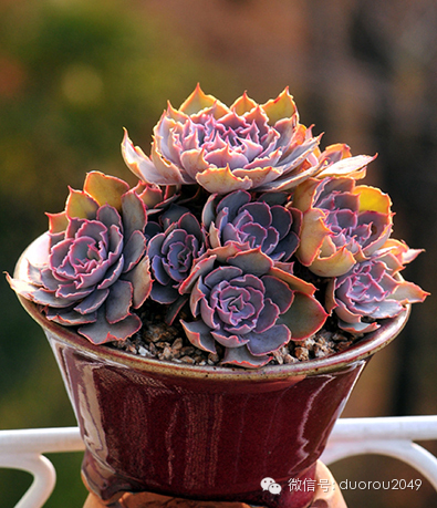 适合云南养的多肉,云南露养最好养活的多肉