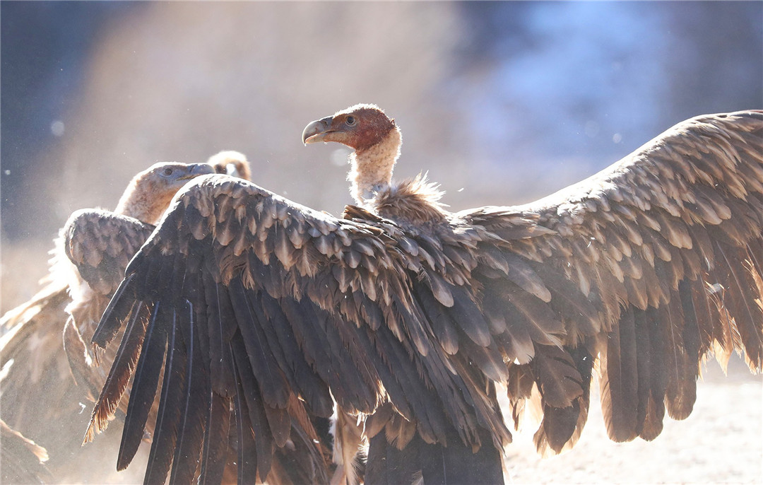 青海泽库公路现高山秃鹫,形象凶狠声誉差,却对伴侣忠贞不二