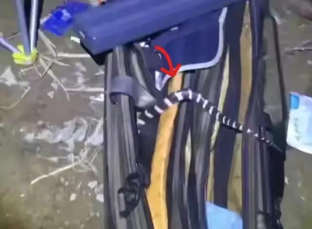 夜钓遇到毒蛇被咬,养毒蛇怎样防止被咬