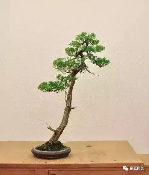 泰山松文人盆景,山松盆景100幅欣赏