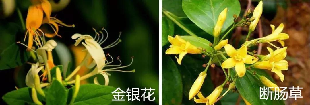 既然春天留不住就迎接夏天吧,既然春天留不住