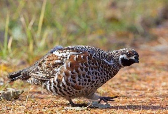 家乡特色美食分享,我家乡的特色是什么