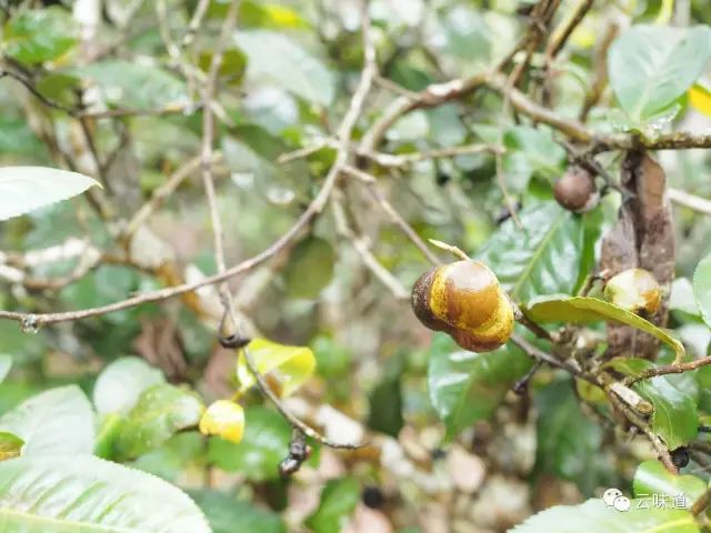18万冰岛普洱茶,冰岛18年茶价格