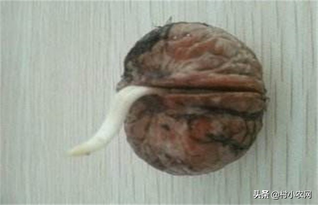 种植核桃发芽后需要剥壳吗,农村的核桃怎样去壳