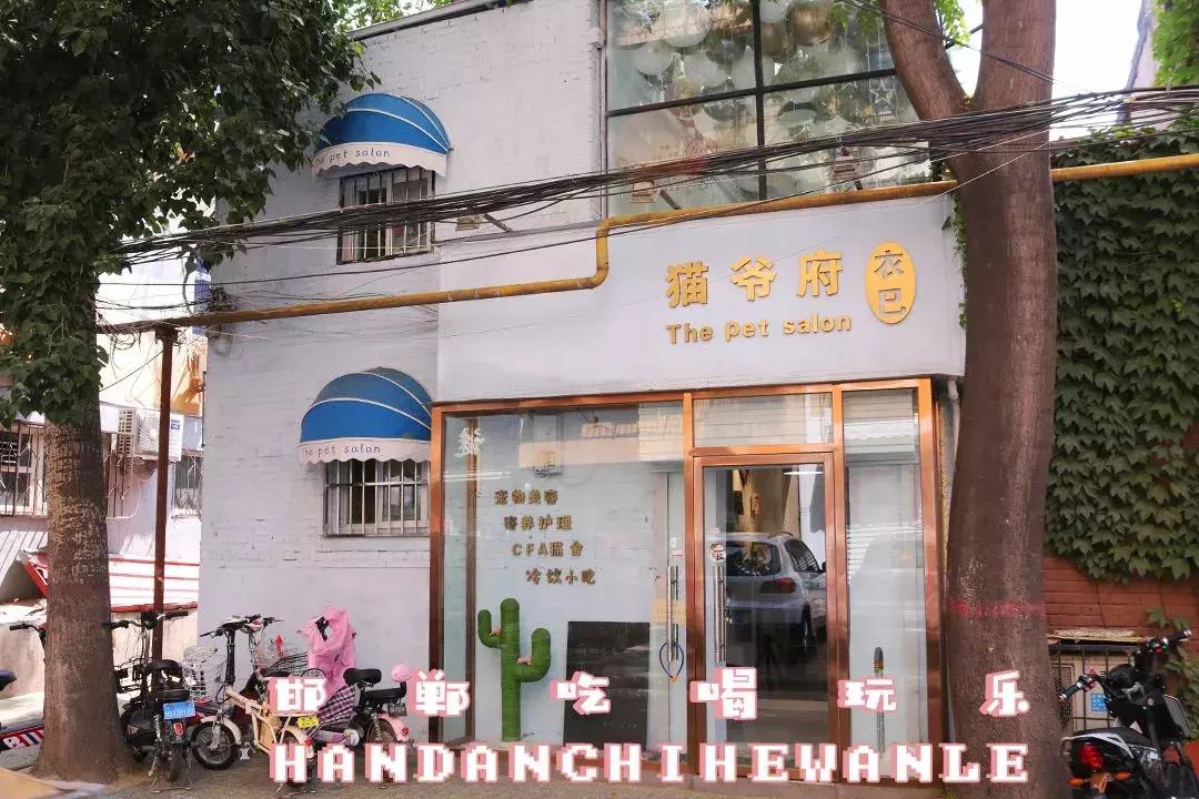 软萌暴击!邯郸这家高颜值猫咖上线,“吸猫”终于提上日程!