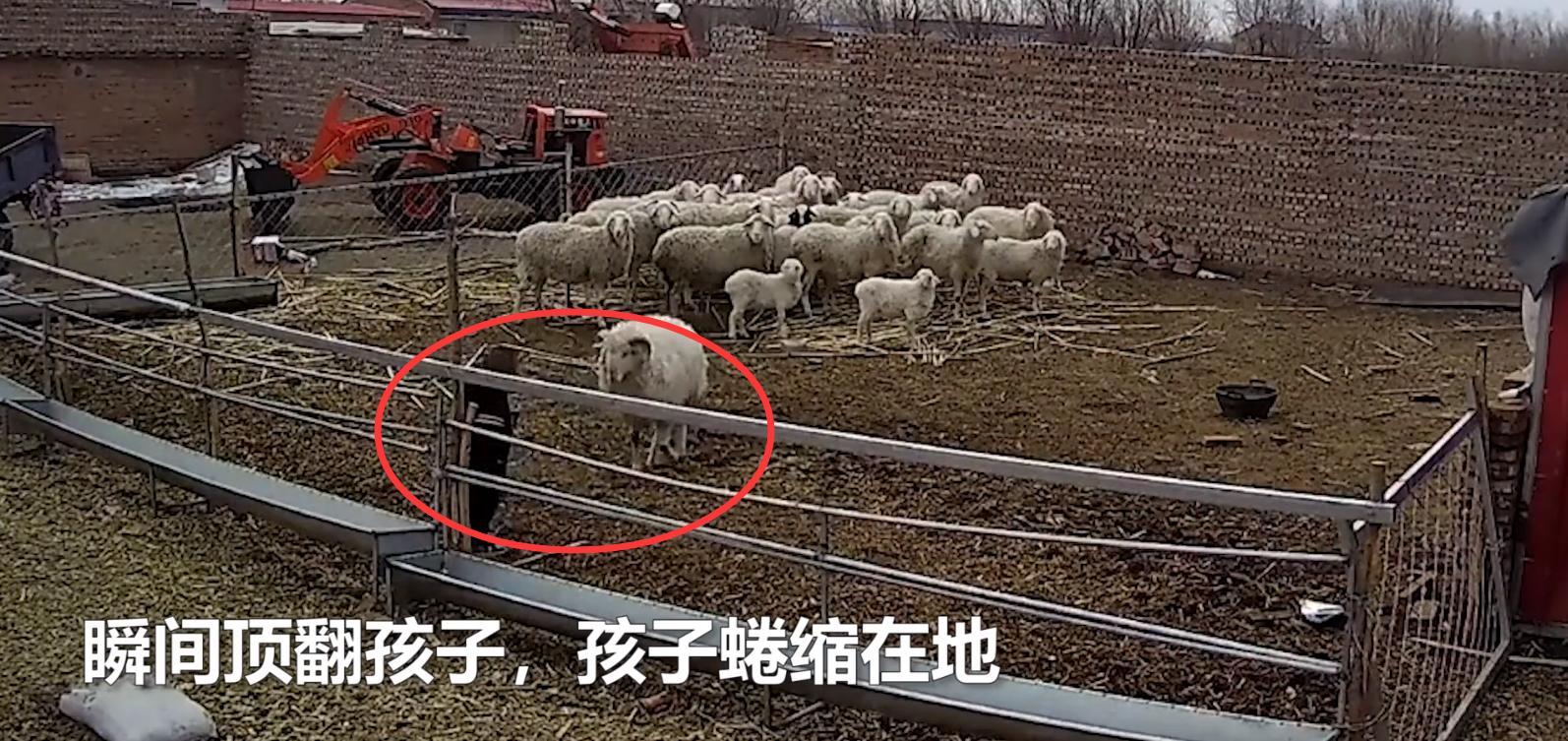 幼童误入羊圈，遭发疯大角公羊5次猛撞掀翻！幼童满头是血令人揪心