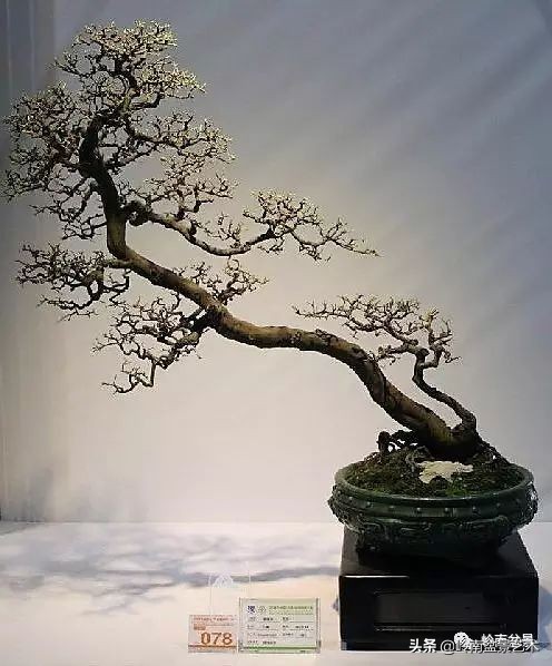 双干树,双干型果树