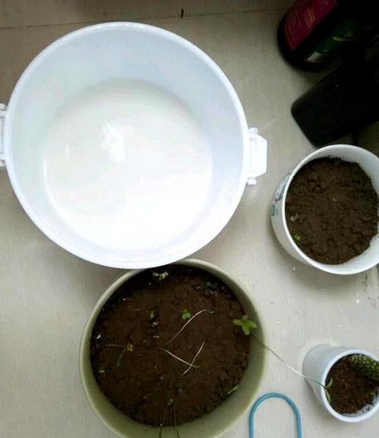 浇花实用小技巧,夏季浇花小妙招