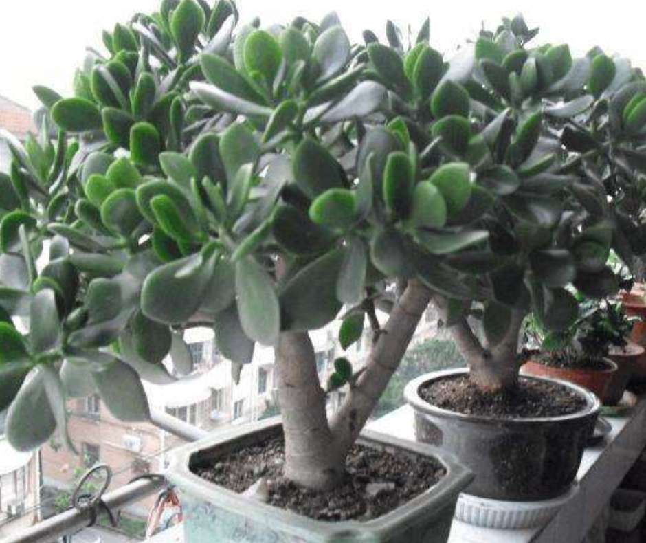 玉树怎么养才能开花多,玉树怎么养才会开花呢