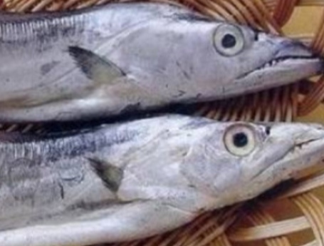 大连刀鱼几月份的最好,大连刀鱼常识大全