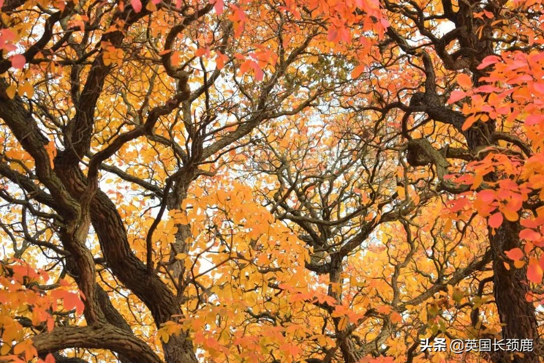 英国秋天好去处,英国秋天旅游必去的地方