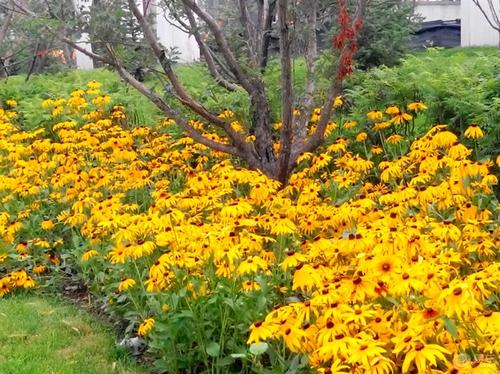 每天认识一种园林观花植物,黑心菊园林植物