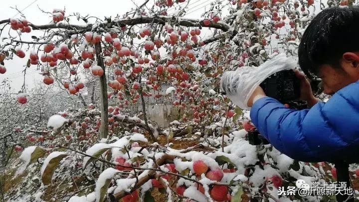 雪中的洛川红富士苹果,雪中的红苹果