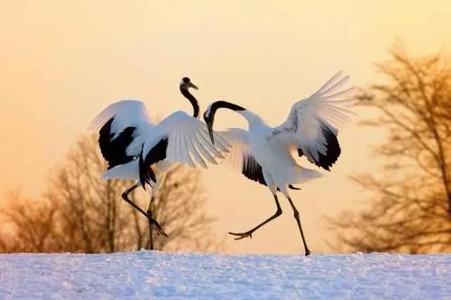 丹顶鹤的顶真的有剧毒吗,丹顶鹤顶红是什么原因