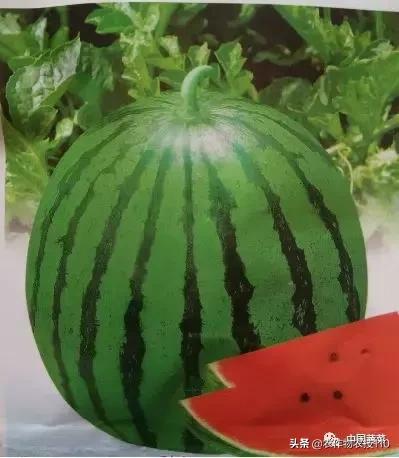 西瓜栽培技术全面的文字解释,西瓜栽培技术和方法