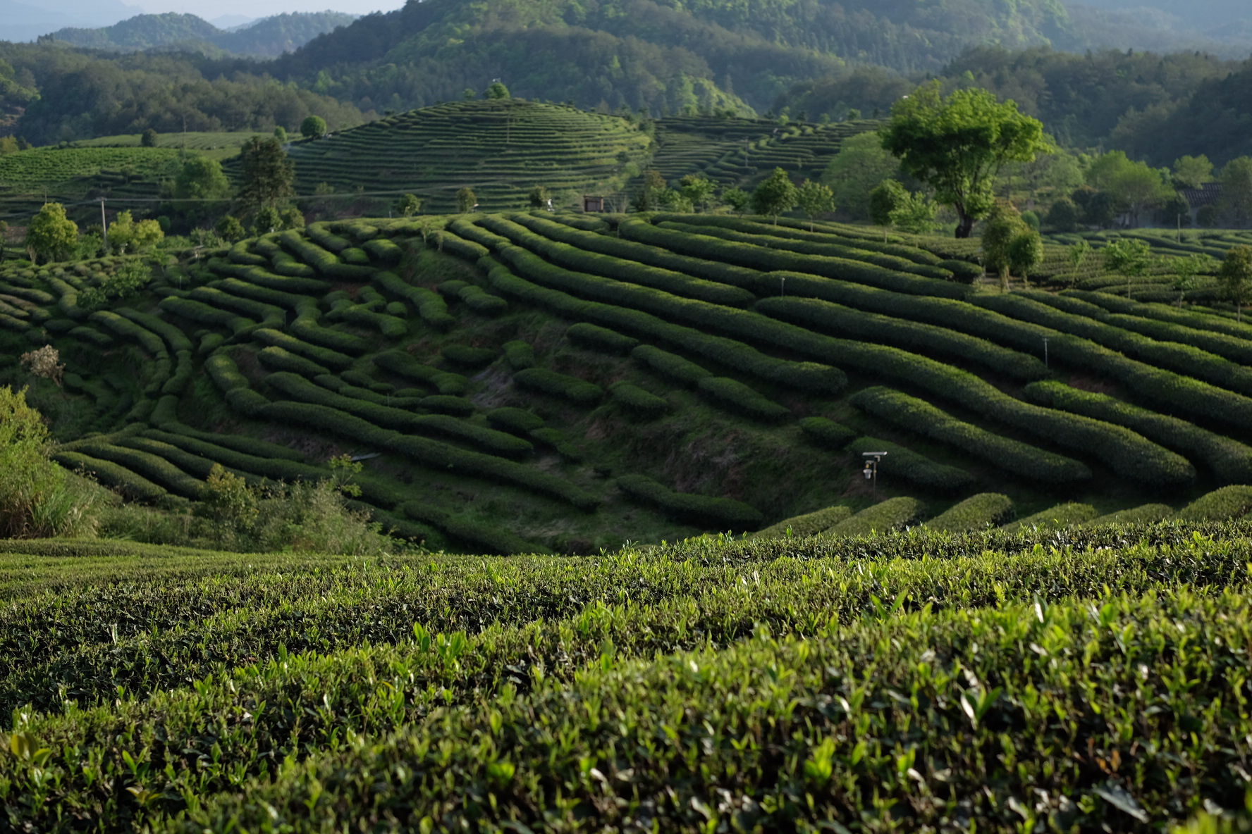 从业十年我所经历的火爆和低迷,茶行业真实揭露