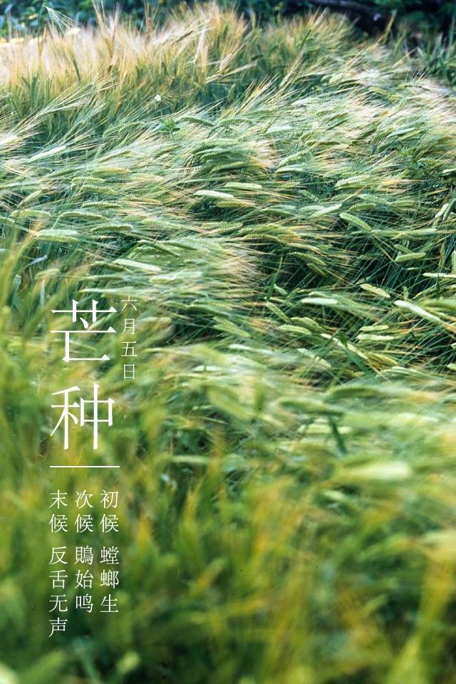 芒种的田园生活,芒种一年中最危险的日子