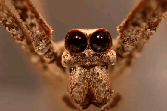 凡是蜘蛛都能吐丝织网,蜘蛛怎么吐丝织网的