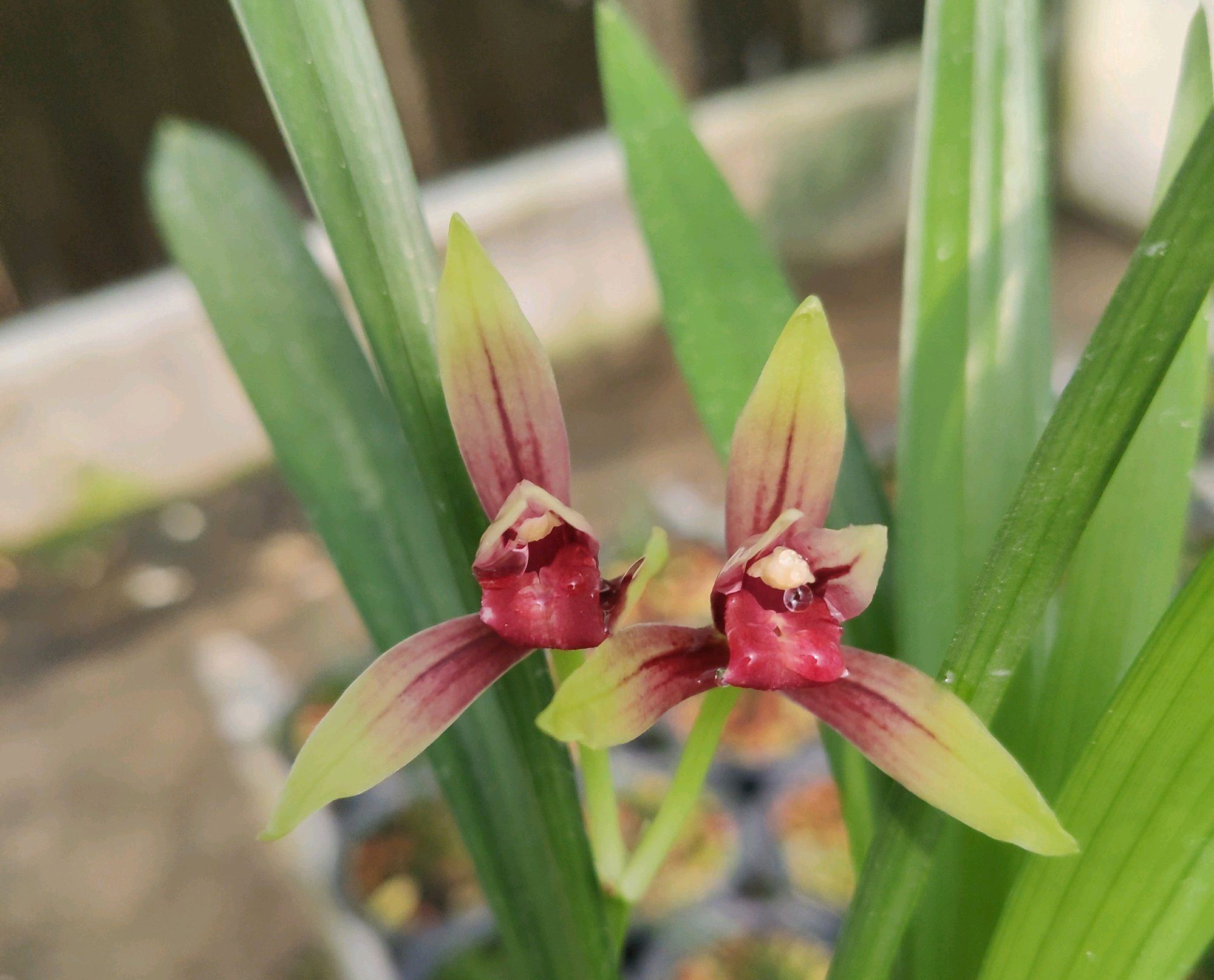 刚买回来的兰花有枯叶怎么处理,丢弃的兰花如何养护恢复生长