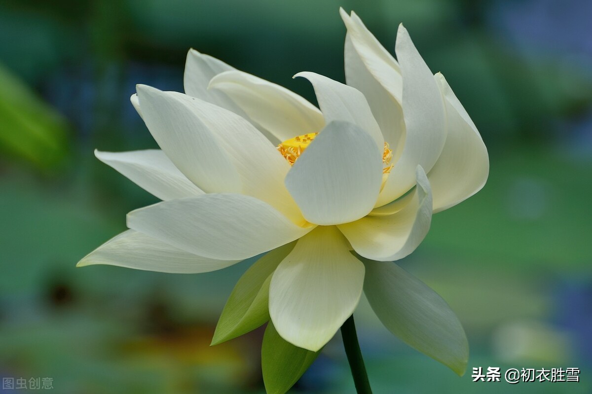 蒋捷唯美风荷两首，我爱荷花花最软，似彩凤、乱惊飞