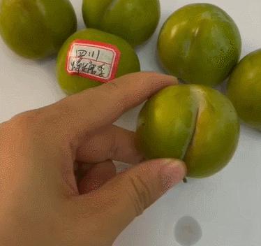 李子柒测评黄桃罐头,正宗蜂糖李子几月份成熟