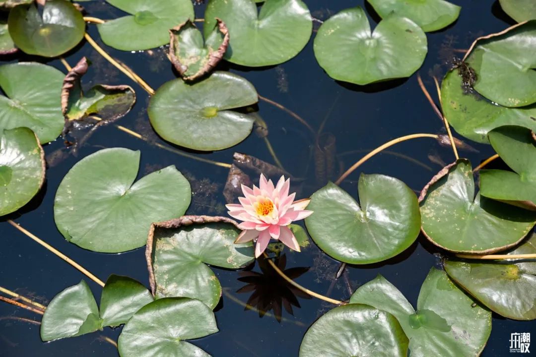 300+万㎡原始森林秘境，天河就有