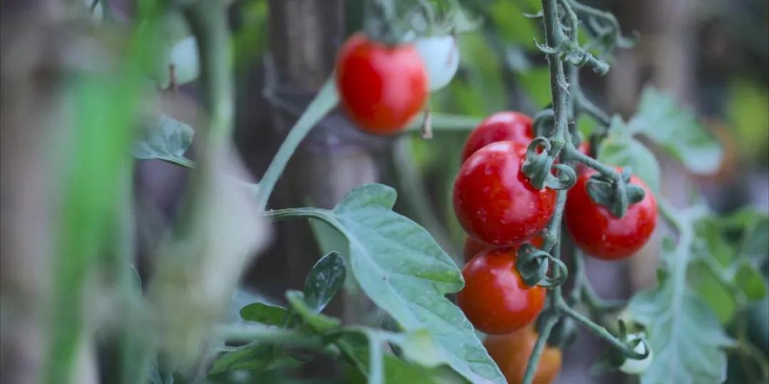 番茄锅酸甜番茄,超浓郁的番茄火锅吃一次就爱上了