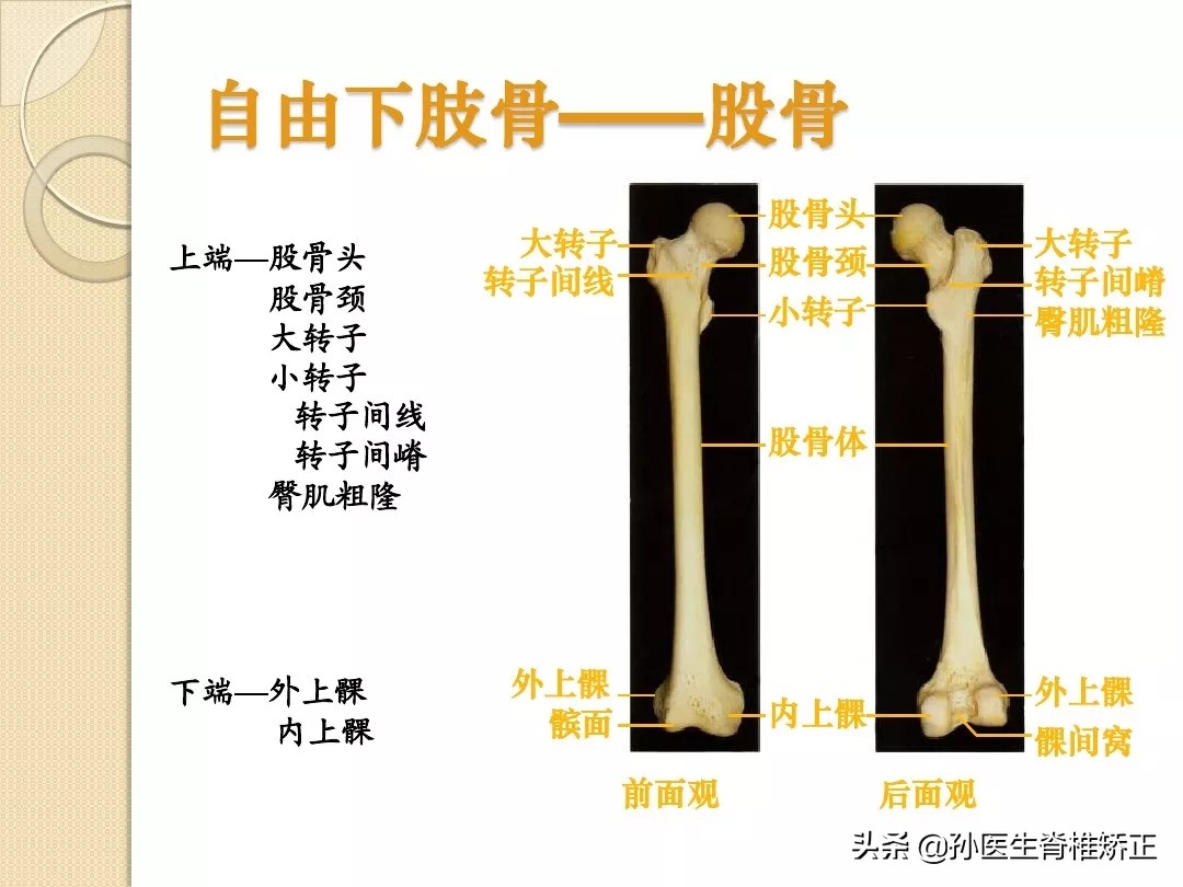 人体解剖学骨骼学思维导图,人体骨骼解剖学纪录片